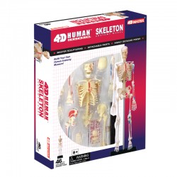 26059 4D Human Skeleton...
