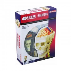 26053 4D Human Cranial...