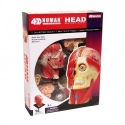 26064 4D Human Head Anatomy...