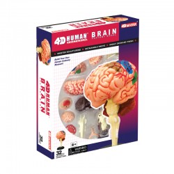 26056 4D Human Brain...