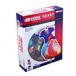 26052 4D Human Heart...